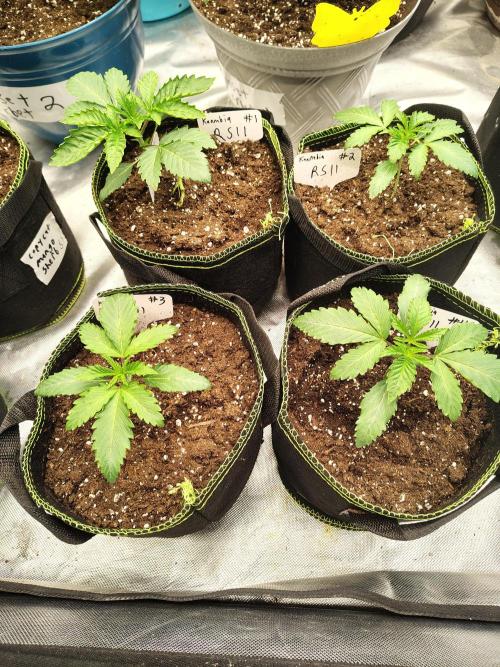 RS11 (Rainbow Sherbet). Week 2