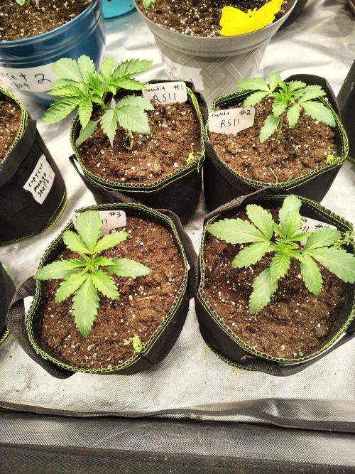 RS11 (Rainbow Sherbet). Week 2