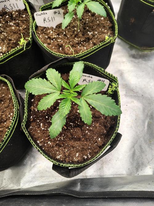 RS11 (Rainbow Sherbet). Week 2