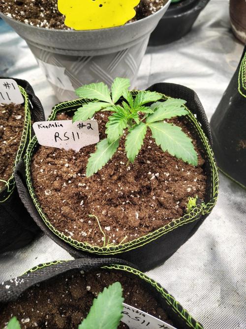 RS11 (Rainbow Sherbet). Week 2