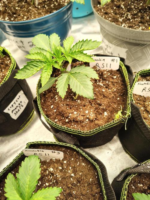 RS11 (Rainbow Sherbet). Week 2