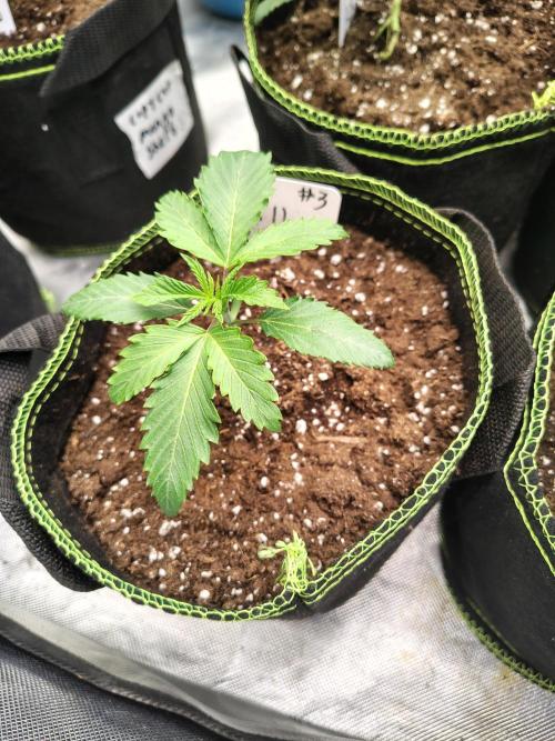 RS11 (Rainbow Sherbet). Week 2