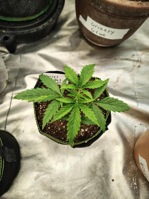 Sunset Sherbet Go Fast. Week 2