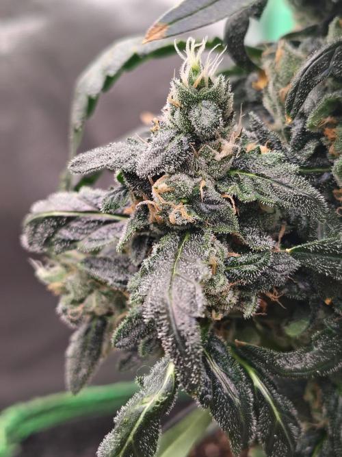 Bourbon Berry. Week 11