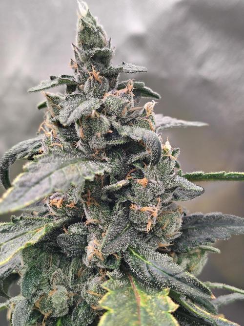 Bourbon Berry. Week 11