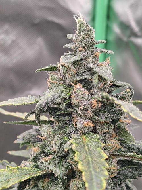 Bourbon Berry. Week 11