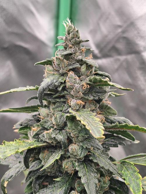 Bourbon Berry. Week 11