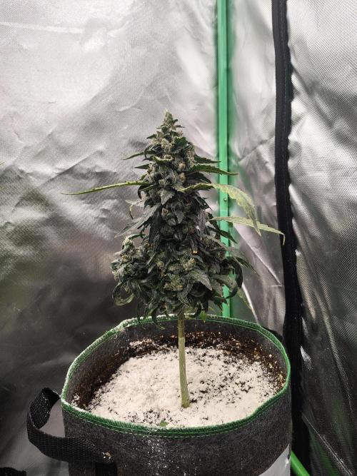 Bourbon Berry. Week 11