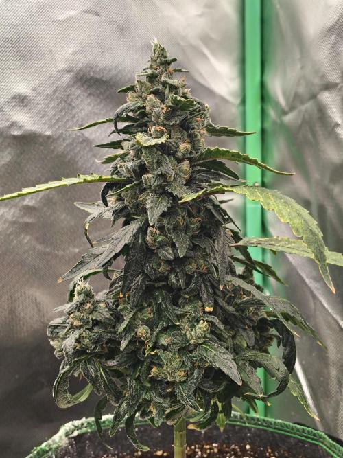 Bourbon Berry. Week 11