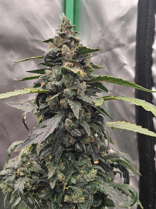 Bourbon Berry. Week 11