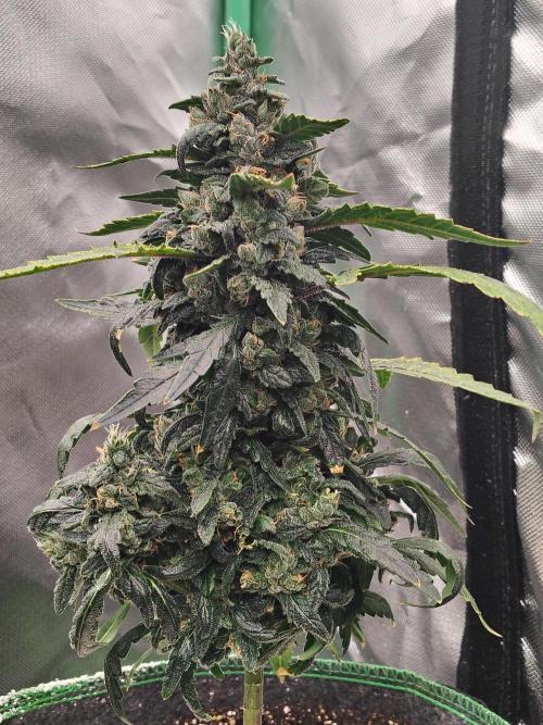 Bourbon Berry. Week 11