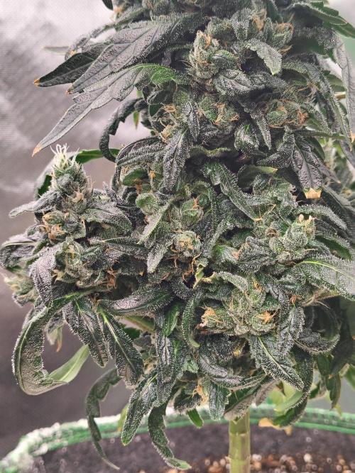 Bourbon Berry. Week 11