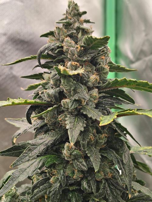 Bourbon Berry. Week 11