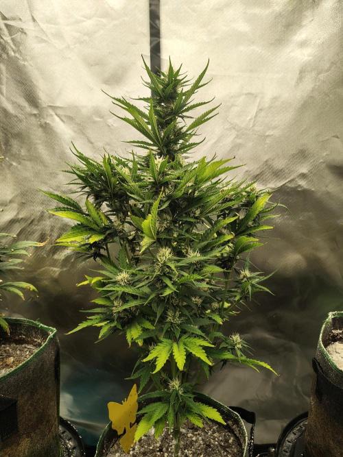 Blueberry Cookies. Week 8