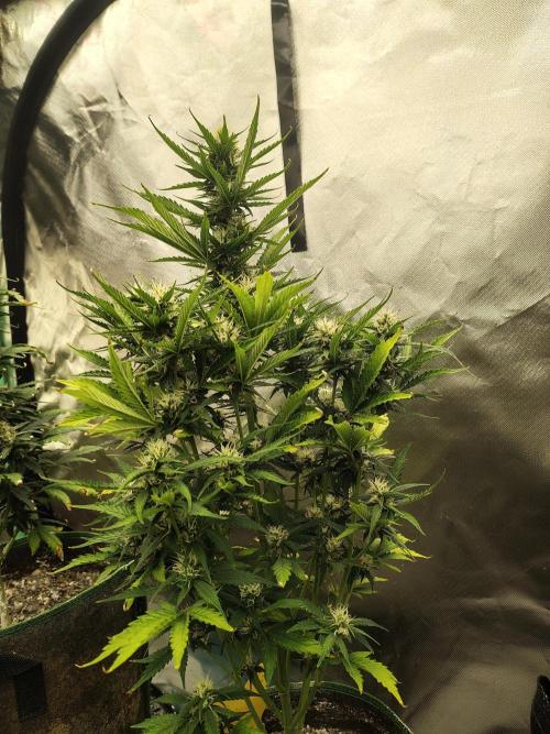 Blueberry Cookies. Week 8