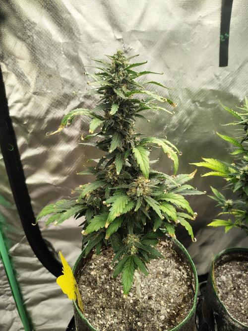 Blueberry Cookies. Week 8