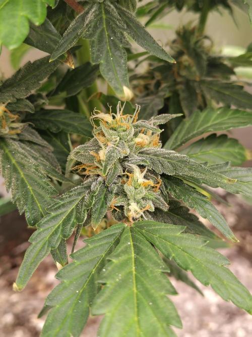 Blueberry Cookies. Week 8