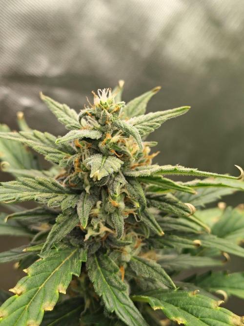 Blueberry Cookies. Week 8