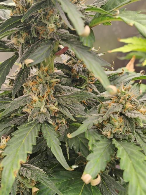 Blueberry Cookies. Week 8