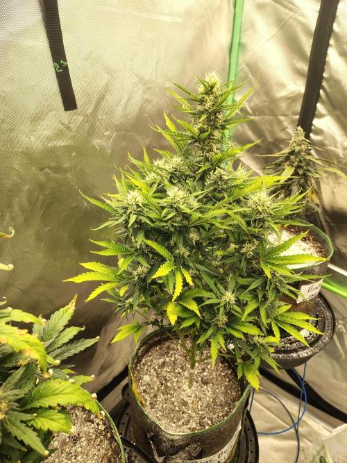 Blueberry Cookies. Week 8