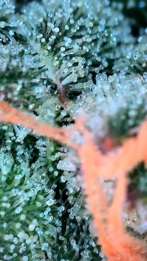 Bourbon Berry. Week 11