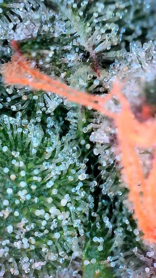 Bourbon Berry. Week 11