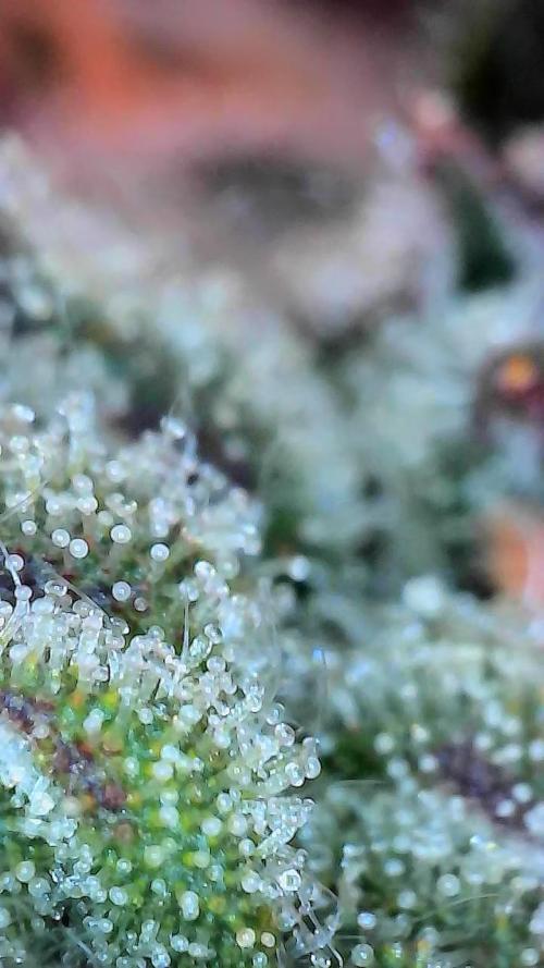 Bourbon Berry. Week 11