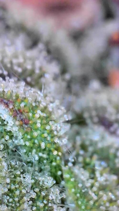 Bourbon Berry. Week 11