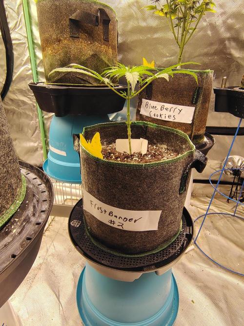 FrostBanger Auto. Week 4