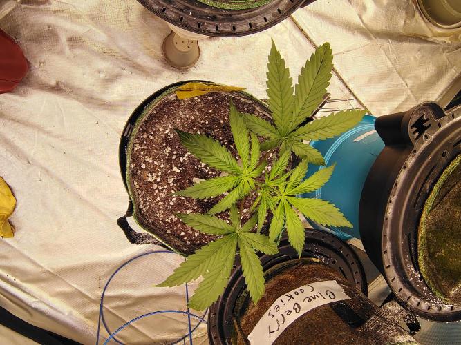 FrostBanger Auto. Week 4