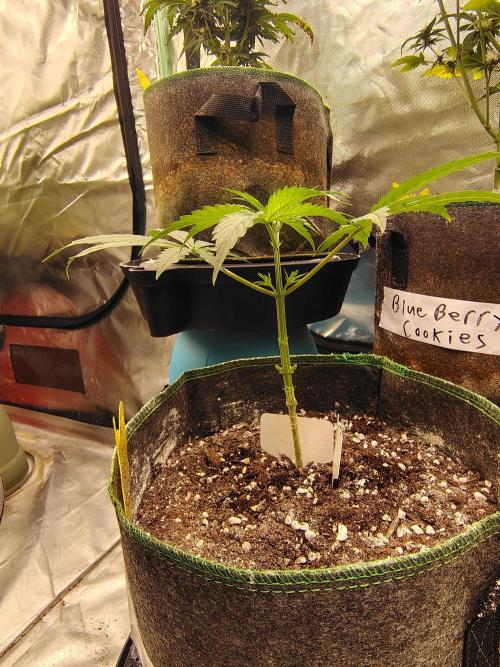 FrostBanger Auto. Week 4