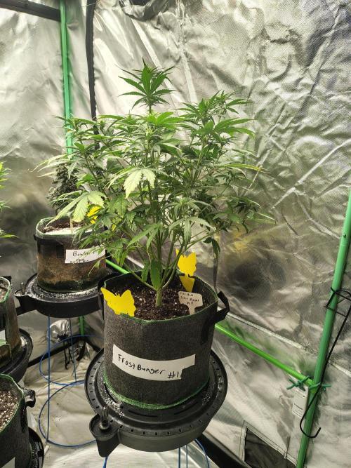 FrostBanger Auto. Week 4