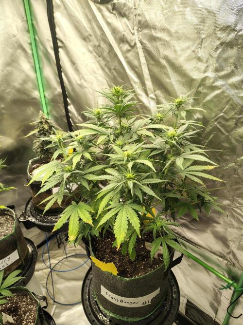 FrostBanger Auto. Week 4