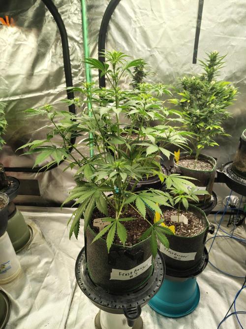 FrostBanger Auto. Week 4