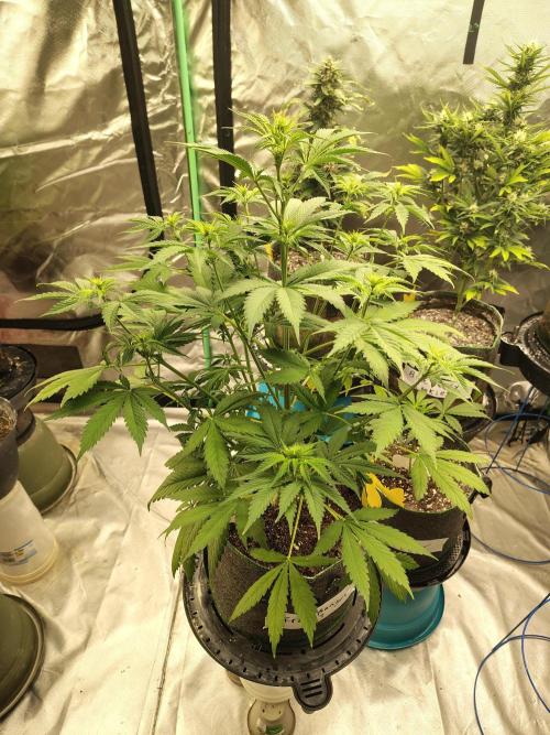 FrostBanger Auto. Week 4