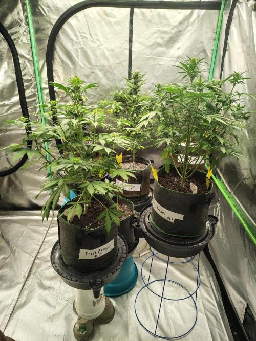 FrostBanger Auto. Week 4