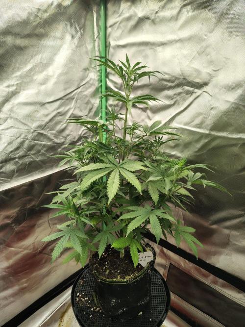 Juicy Blues Auto (Run #2). Week 5