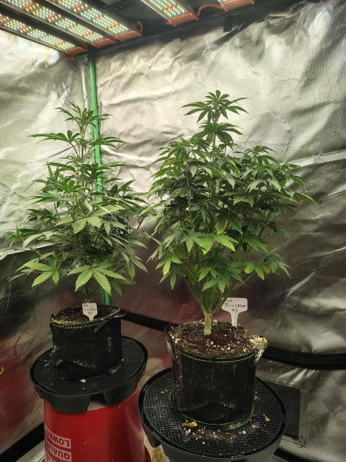 Juicy Blues Auto (Run #2). Week 5