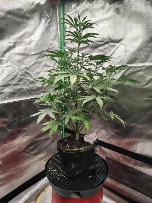 Juicy Blues Auto (Run #2). Week 5