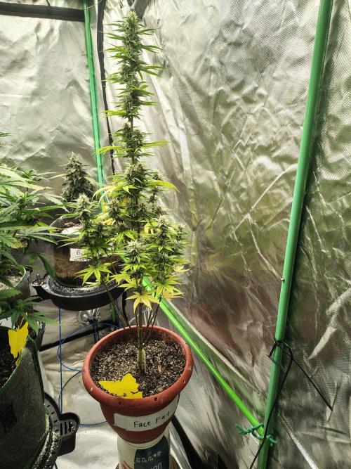 Face Fat (Run #2). Week 8