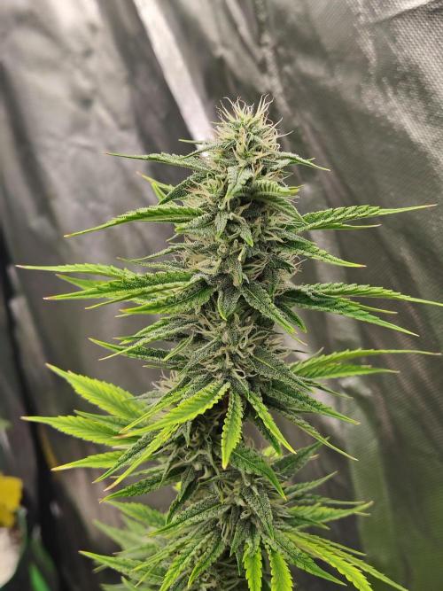 Face Fat (Run #2). Week 8