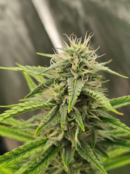 Face Fat (Run #2). Week 8