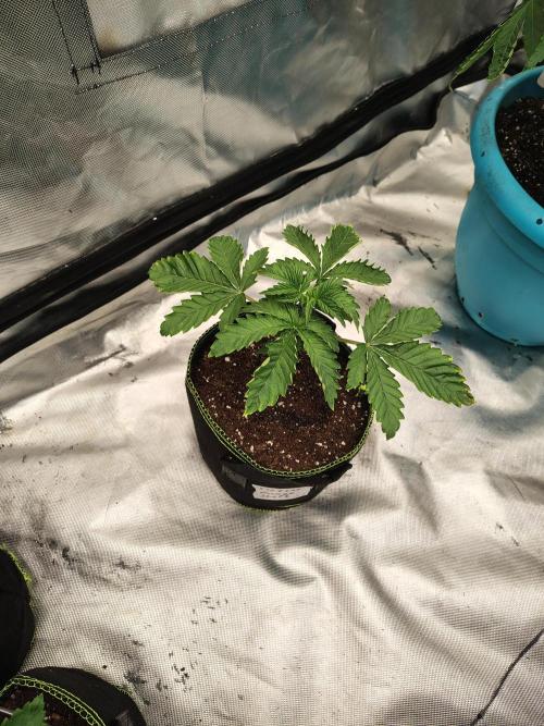 Mango Sherb S1. Week 2