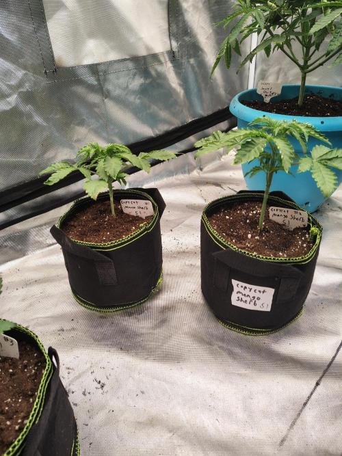 Mango Sherb S1. Week 2