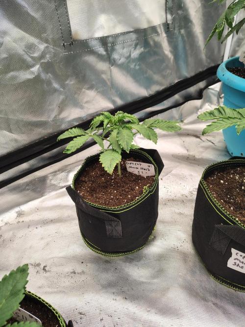 Mango Sherb S1. Week 2