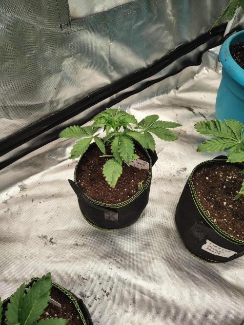 Mango Sherb S1. Week 2