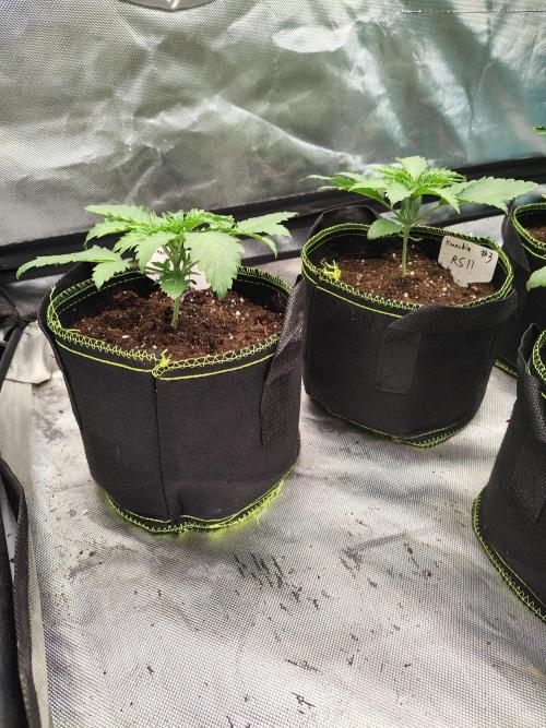 RS11 (Rainbow Sherbet). Week 2