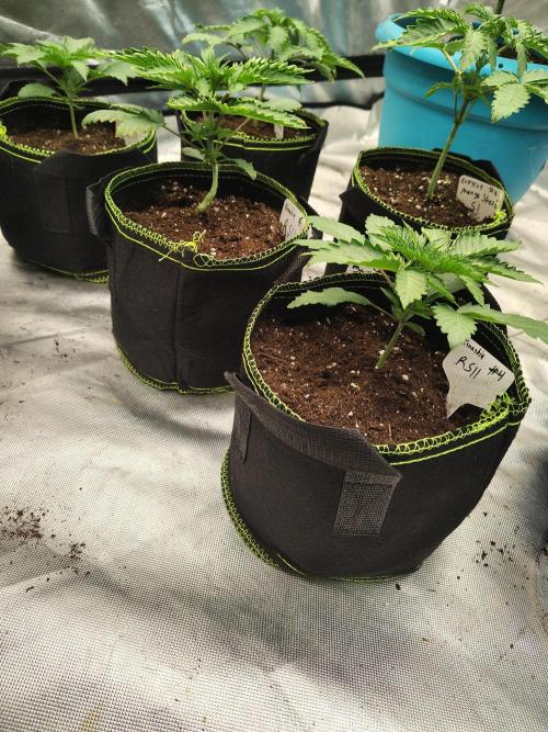 RS11 (Rainbow Sherbet). Week 2