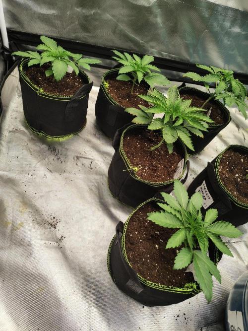 RS11 (Rainbow Sherbet). Week 2