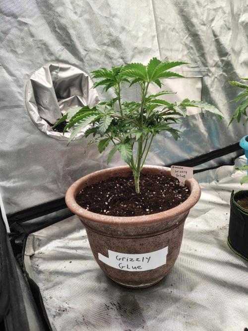 Grizzly Glue. Week 5